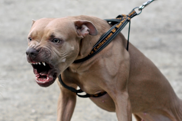 are american pit bull terrier banned in australia