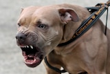 Female pit bull barking and pulling on its leash.