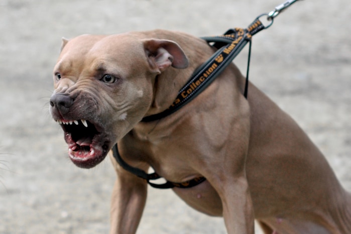 Female pit bull barking and pulling on its leash.