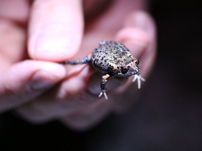 Picture of Mahony's Toadlet, a new frog species found in Port Stephens, NSW.