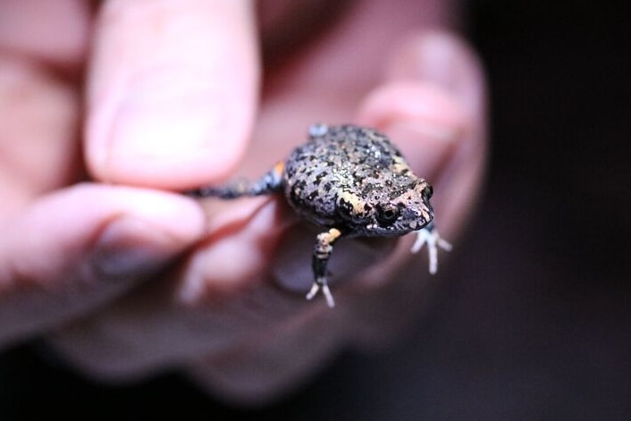 Picture of Mahony's Toadlet, a new frog species found in Port Stephens, NSW.