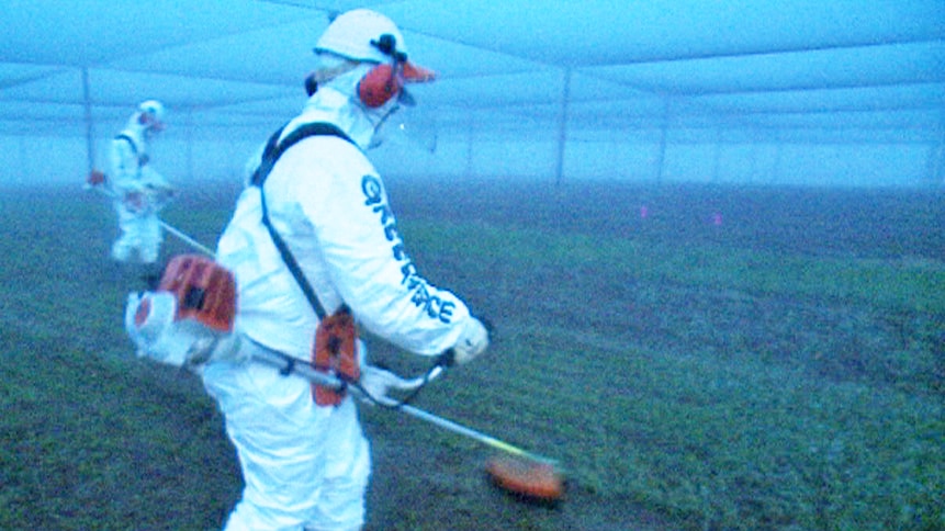 Greenpeace activists used whipper snippers to destroy a GM wheat trial at the CSIRO in July.