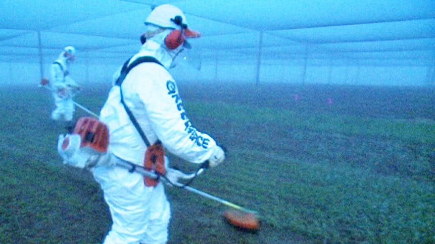 Greenpeace protesters destroy GM wheat in Canberra.