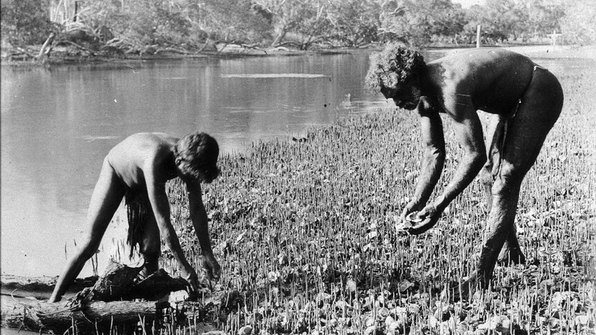 Aboriginal man and child collecting oysters