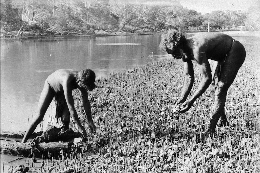 Aboriginal man and child collecting oysters