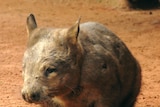 $8m American bequest for wombat rescue efforts