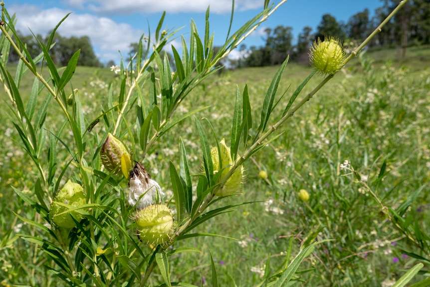 A close up of a green shrub with narrow leaves and balloon like seed pods in a pasture.