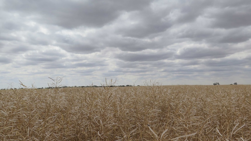 a field of white, dry and damaged canola