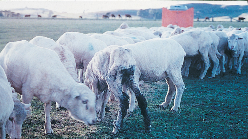 One very skinny, dirty sheep stands with a flock of others.