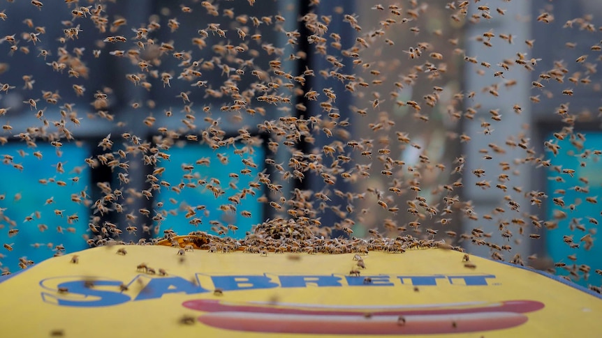 A swarm of bees land on a hotdog cart in Times Square.