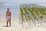Eliakimo stands next to mangrove plantations designed to help protect the Tuvalu coastline from erosion.