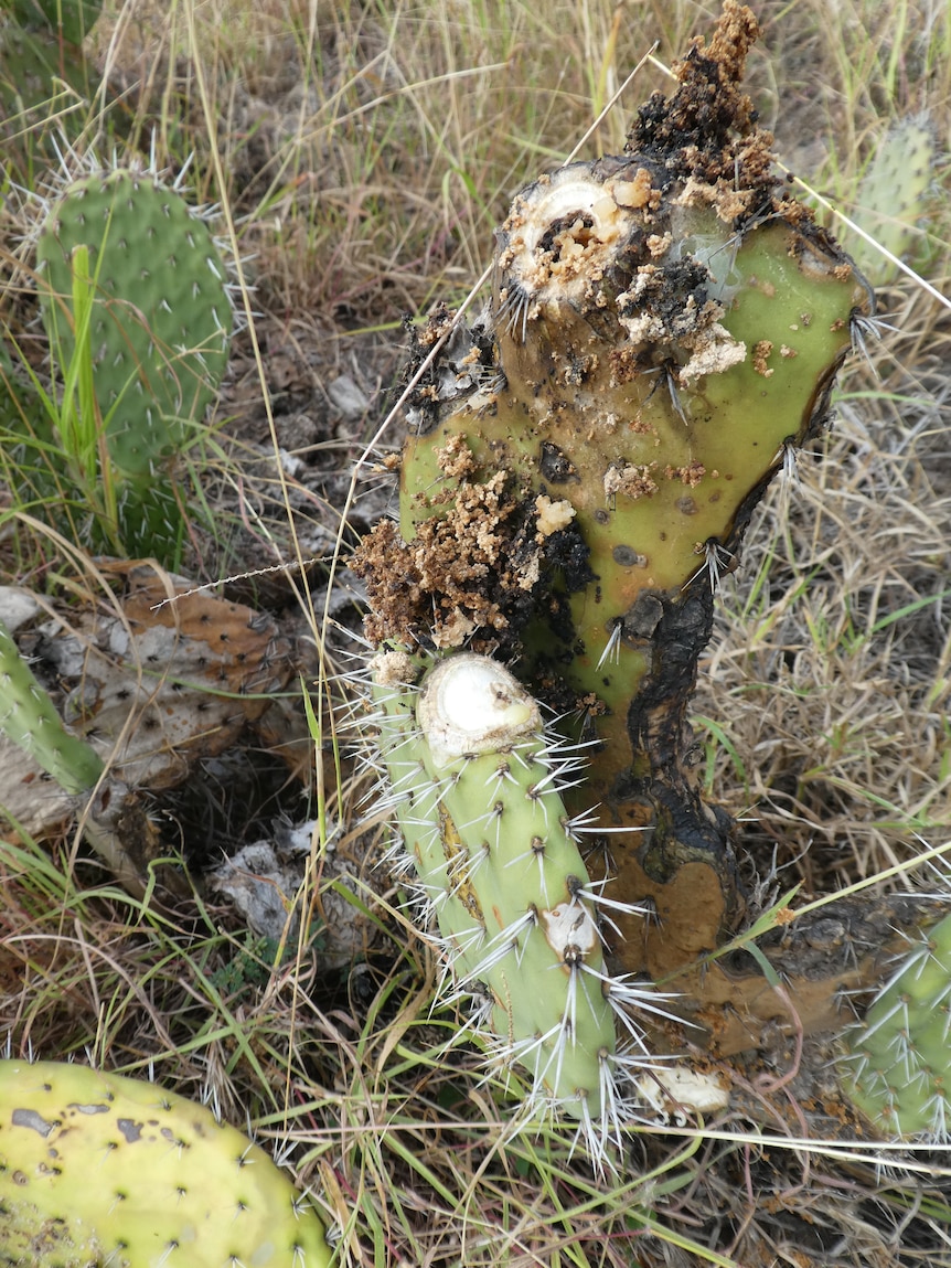damaged cactus