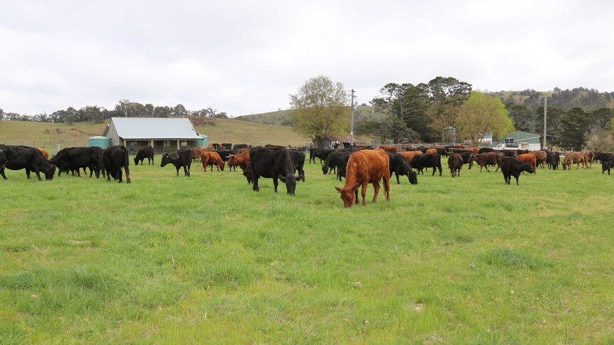 Cattle at Mulloon Creek farms