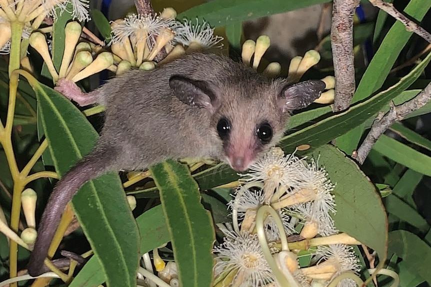 A dwarf opossum squatting on native plants