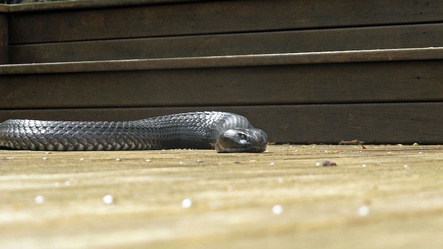 Reptile rescue says the first few hours of a snake bite are critical to treatment.