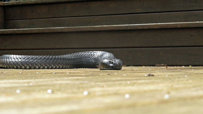 A Tasmanian tiger snake slithers over timber