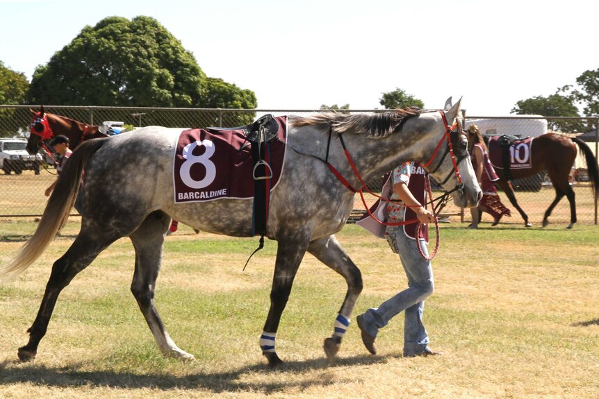 Race horses being led around in a grass enclosure before the first race on Barcaldine's new turf track