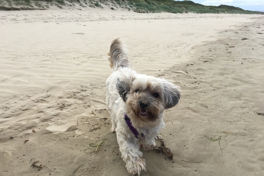 A white fluffy dog runs along a quiet beach during the day.