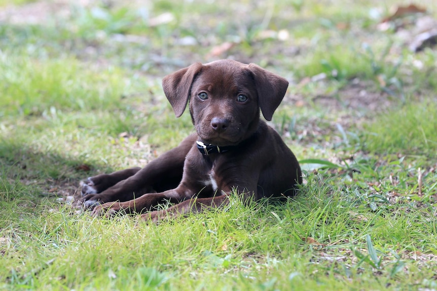 A chocolate puppy lies down in grass.