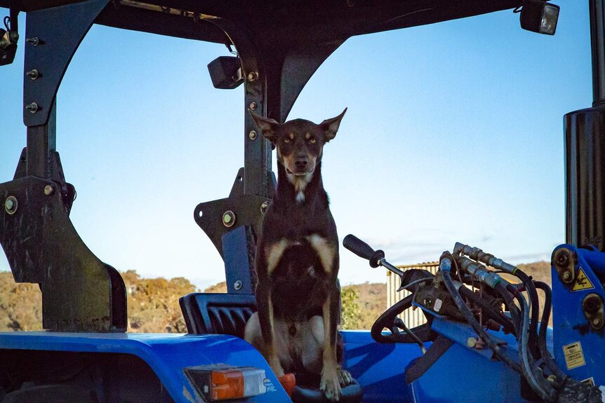 A dog with a serious expression sits inside a tractor