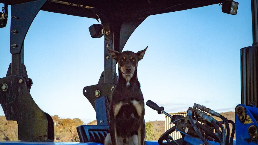 A dog with a serious expression sits inside a tractor