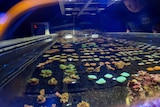 Dozens of coral in a display tank.