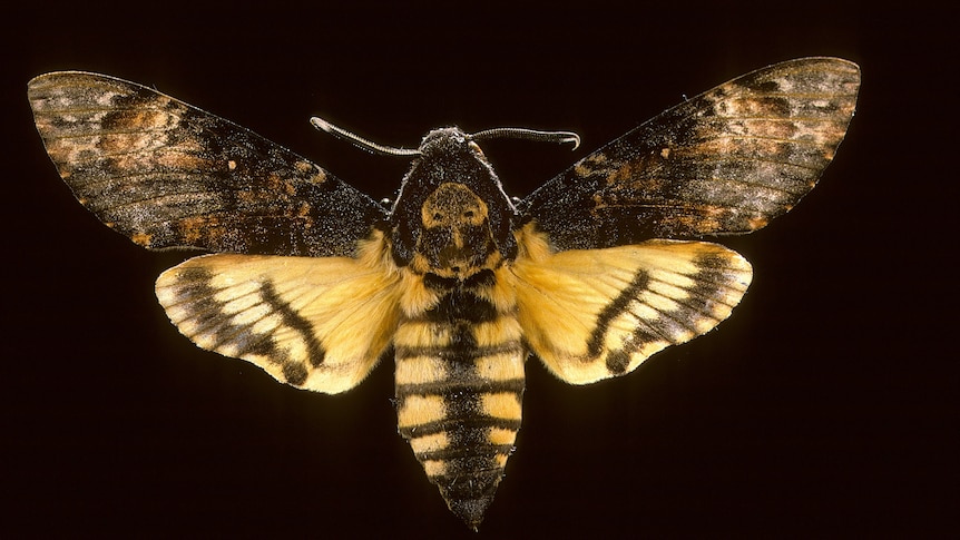 A moth with a skull pattern on its back.
