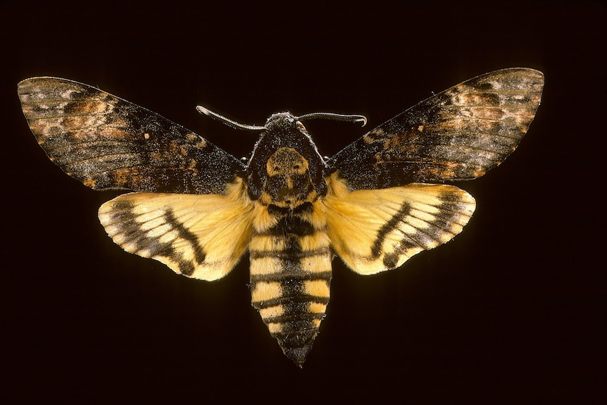 A moth with a skull pattern on its back.