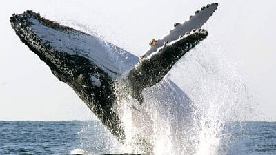 A humpback whale jumps out of the ocean.