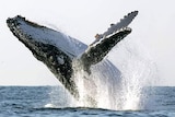 A humpback whale jumps out of the ocean.