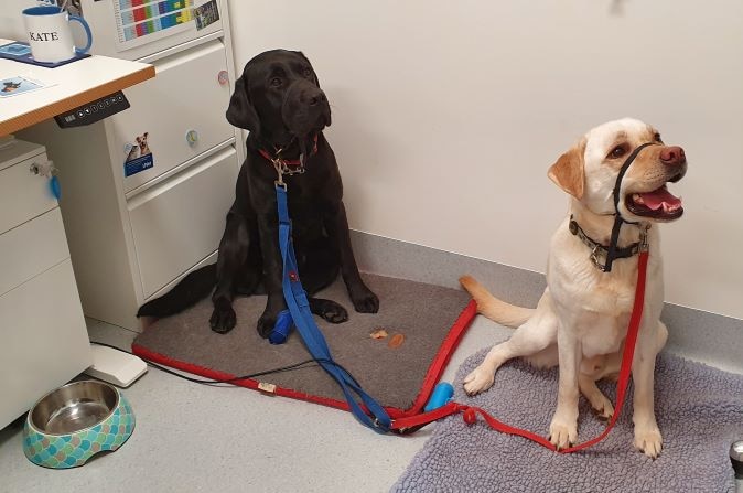 Two labradors wearing leads sit on the floor of a vet's office.