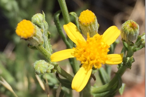 A close up of a green shrub with bright yellow flowers.