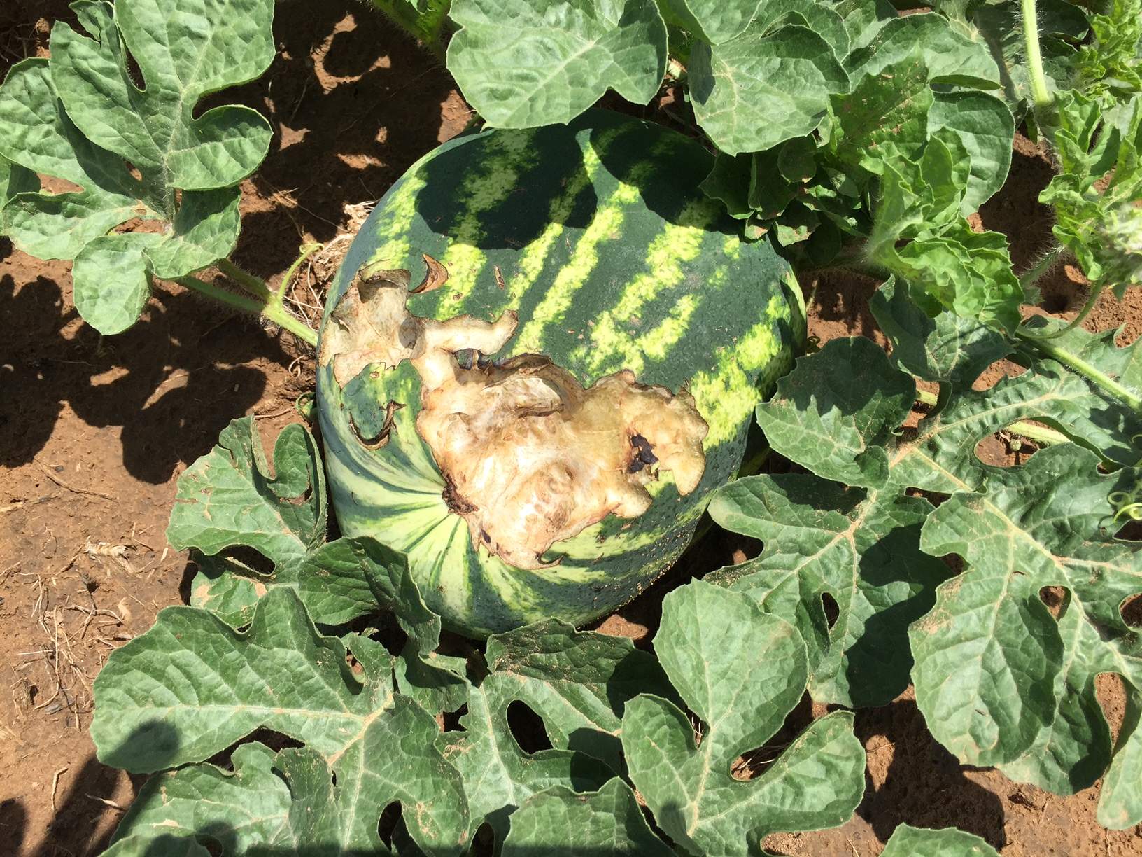 Birds attack giant watermelons at Chinchilla - ABC News