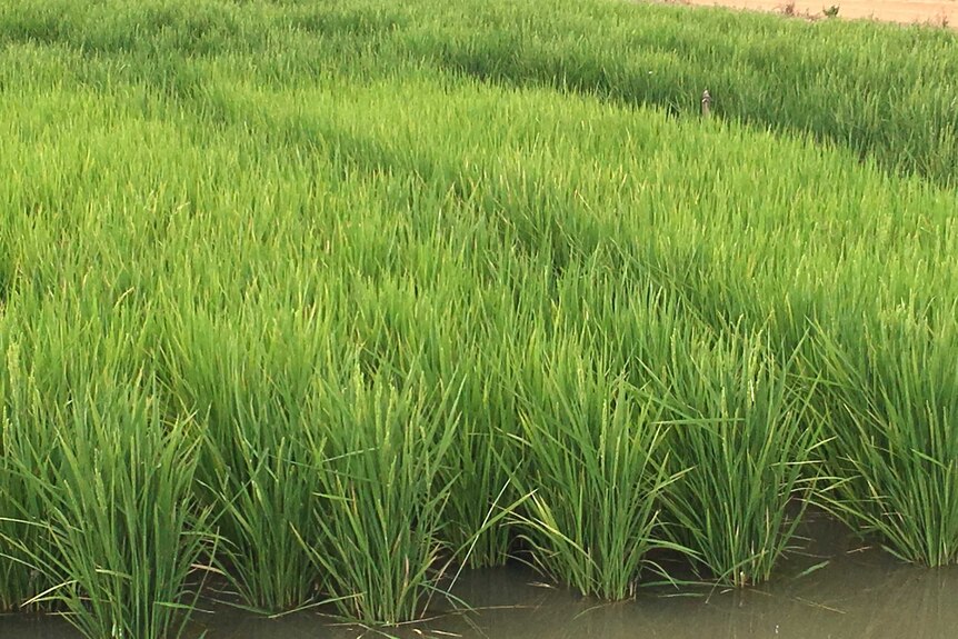 Bright green shoots of rice grow out of a flooded paddock.