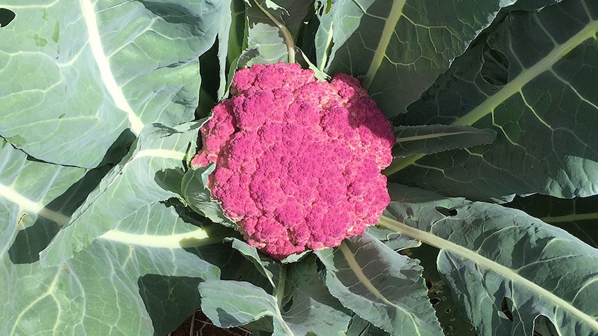 Purple cauliflower flourishing at Boon Luck Farm