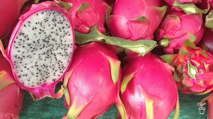 Bright pink fruit with white flesh and small black seeds