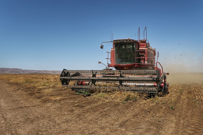 A header works its way through the Goomig area of Ord Stage 2 during KAI's first ever harvest.