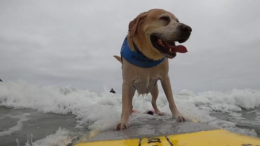 Pups get wet and wild at California's World Dog Surfing championships - ABC  News