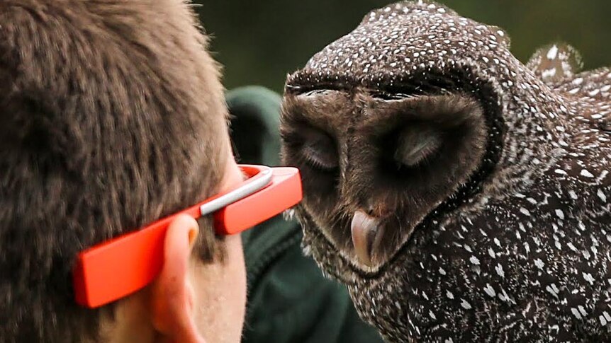A keeper at Tarongo Zoo trials a pair of Google Glasses.