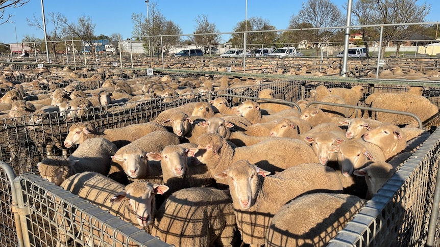 sheep in a saleyard pen