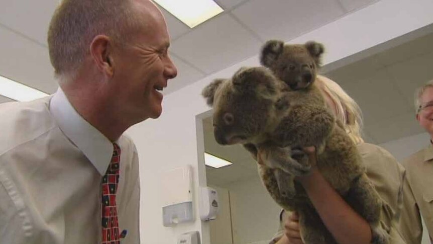 Queensland Premier Campbell Newman with koala at Currumbin sanctuary