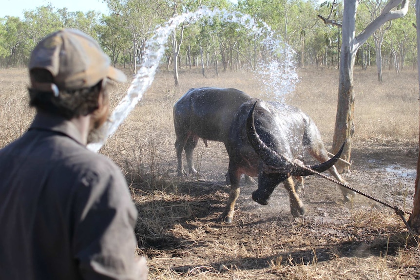 Timothy Martin sprays water over a tethered water buffalo.