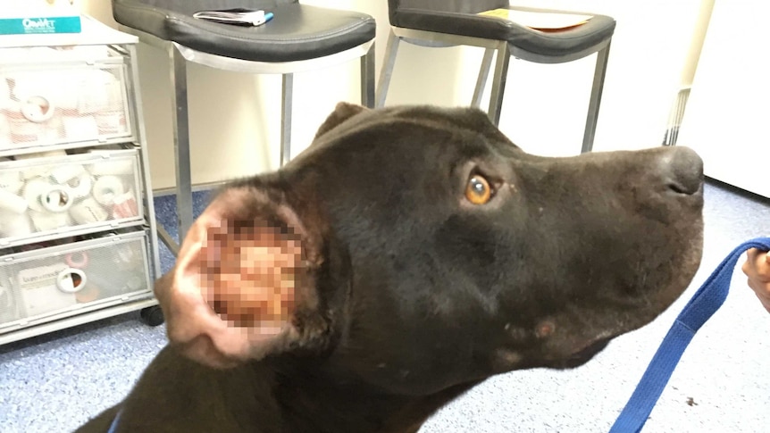 A dog with an ear tumour, which has been pixelated.