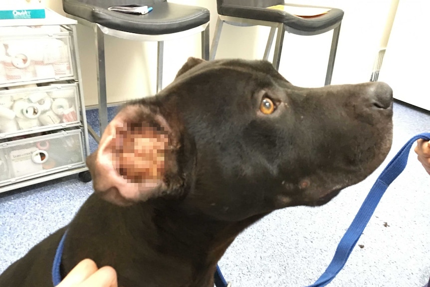 A dog with an ear tumour, which has been pixelated.