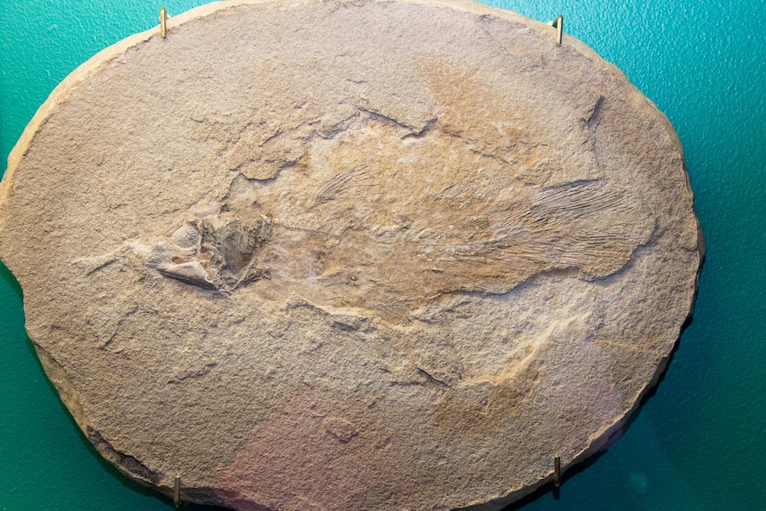 Triassic age fish fossil