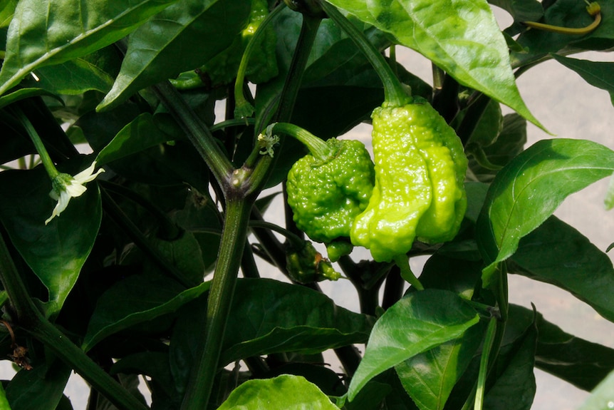 The Carolina Reaper