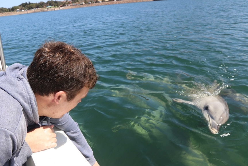 Man on left with hand in the water with dolphins swimming and looking at him.