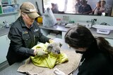 Koala wrapped in yellow blanket being held by staff member as another staff member moves to treat it. Onlookers watching on.