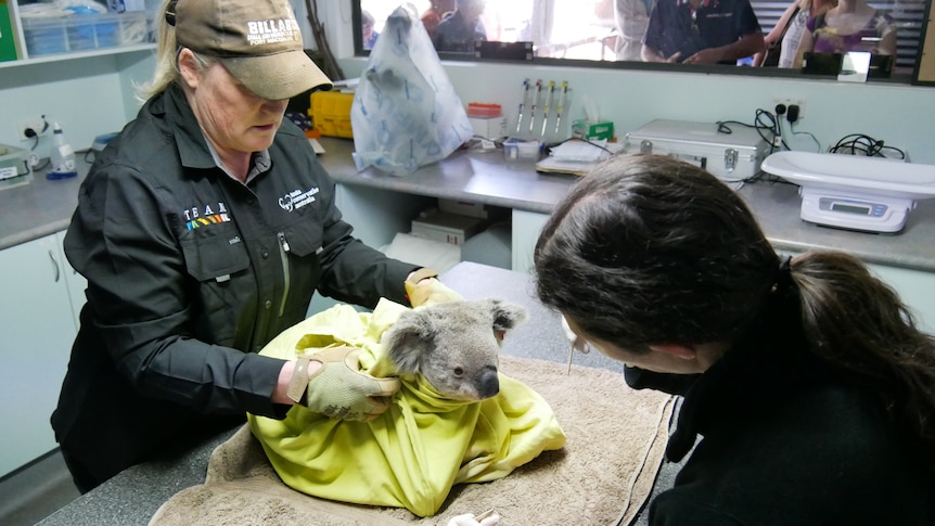 Koala wrapped in yellow blanket being held by staff member as another staff member moves to treat it. Onlookers watching on.