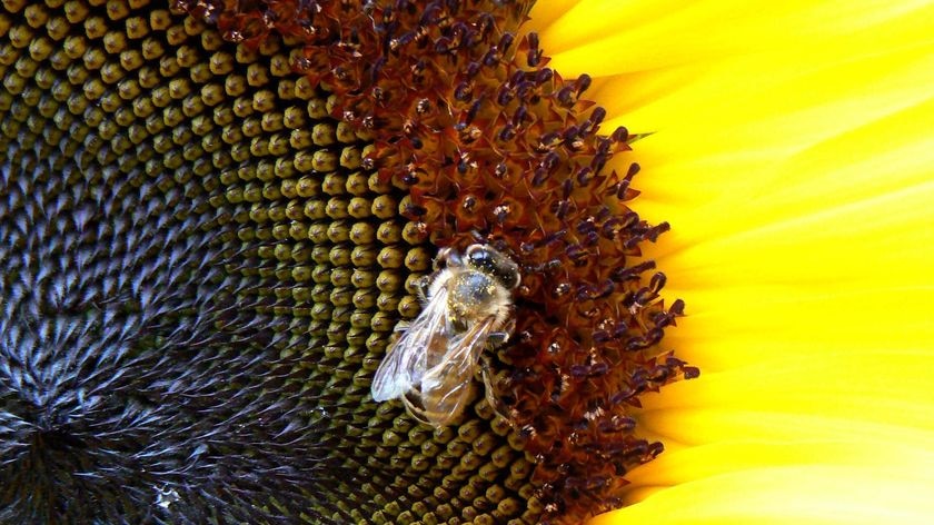 A bee sits on a sunflower in the backyard of a house in the Adelaide suburb of Marion on April 4, 2009.